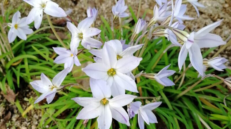 初めましての花