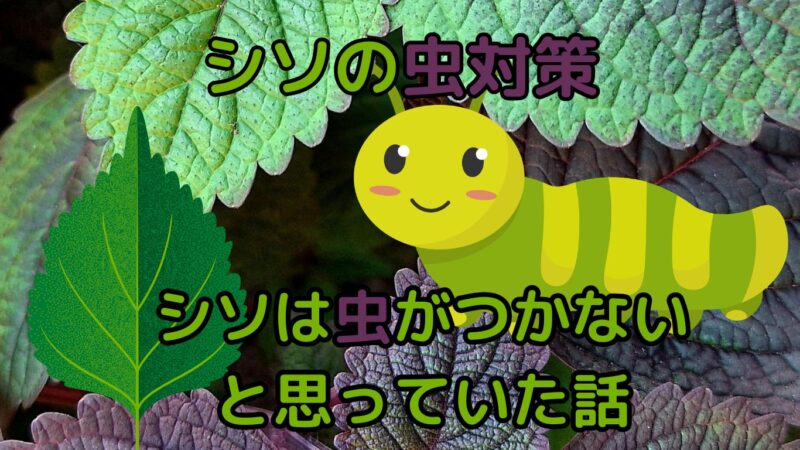 シソは虫が付かないという勘違い