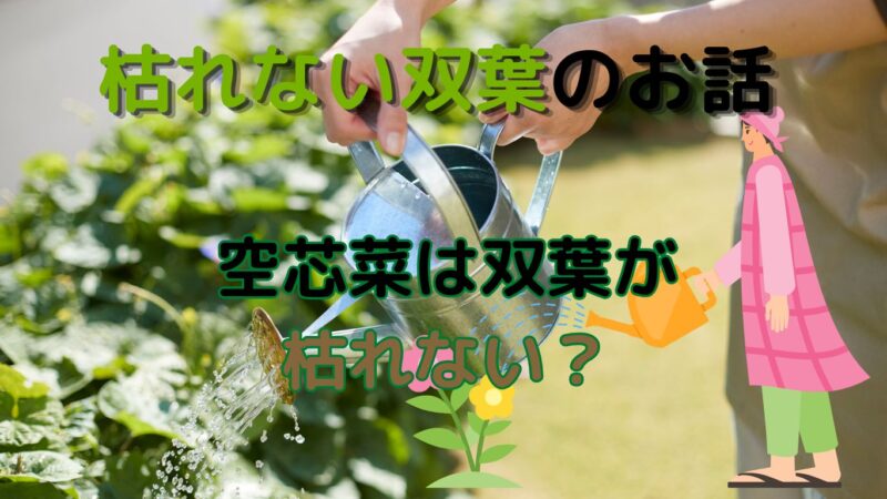 空芯菜の双葉が枯れないイメージ