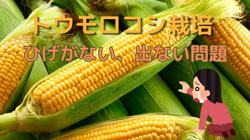 糖もr腰のひげ出ない、イメージ画像