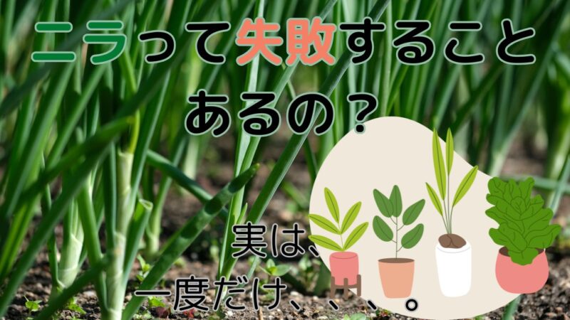 ニラって失敗する？のイメージ画像