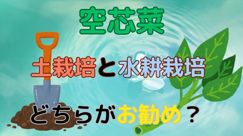 空芯菜は土壌栽培、水耕栽培どちらがいい？