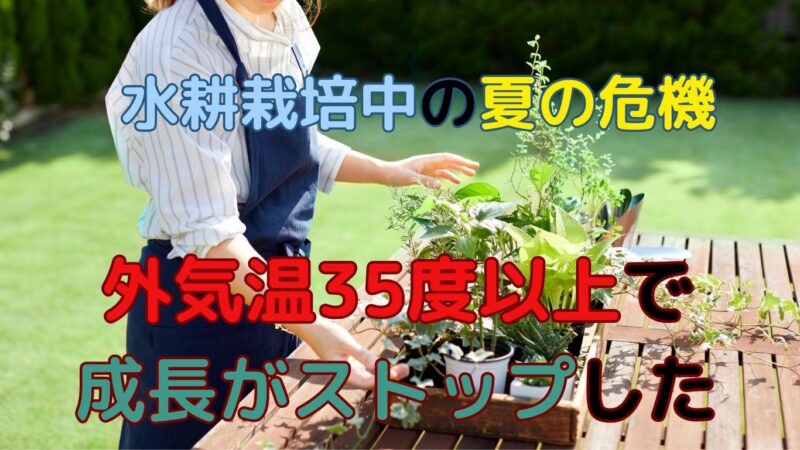 高温の水耕栽培は成長が止まります