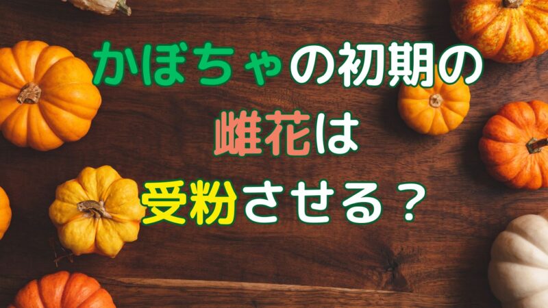 かぼちゃの初めての実はならす？