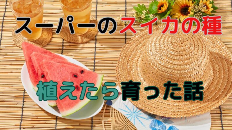スーパーのスイカは育つのかのイメージ