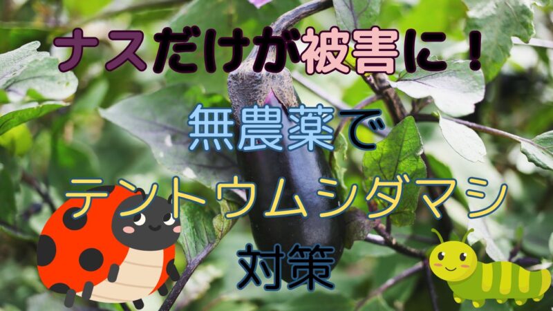 ナスとテントウムシダマシ