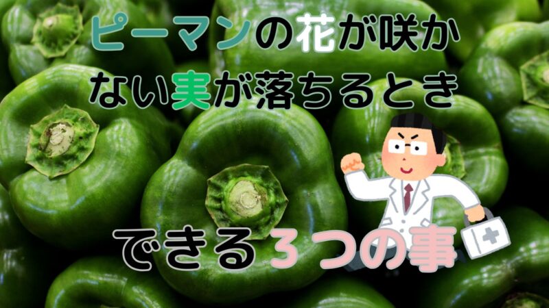 ピーマンの花が落ちるときに、のイメージ