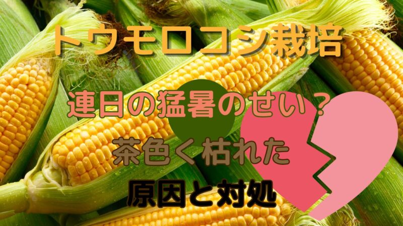 猛暑のトウモロコシ